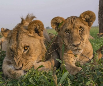 Tanzania: Safari de 9 días y excursión a la playa de Zanzíbar