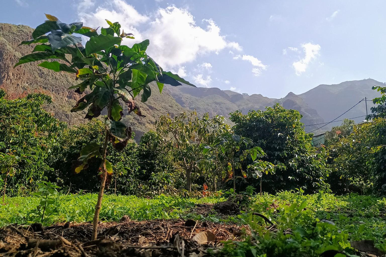 Finca Los Castaños: koffietour en proeverij in de Agaete-vallei