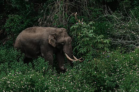 Arusha : Safari à pied dans le parc national d&#039;Arusha