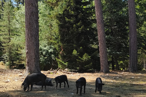 Panoramic breakfast, Santa Lucia Di Moriani