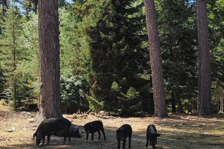 Panoramic breakfast, Santa Lucia Di Moriani