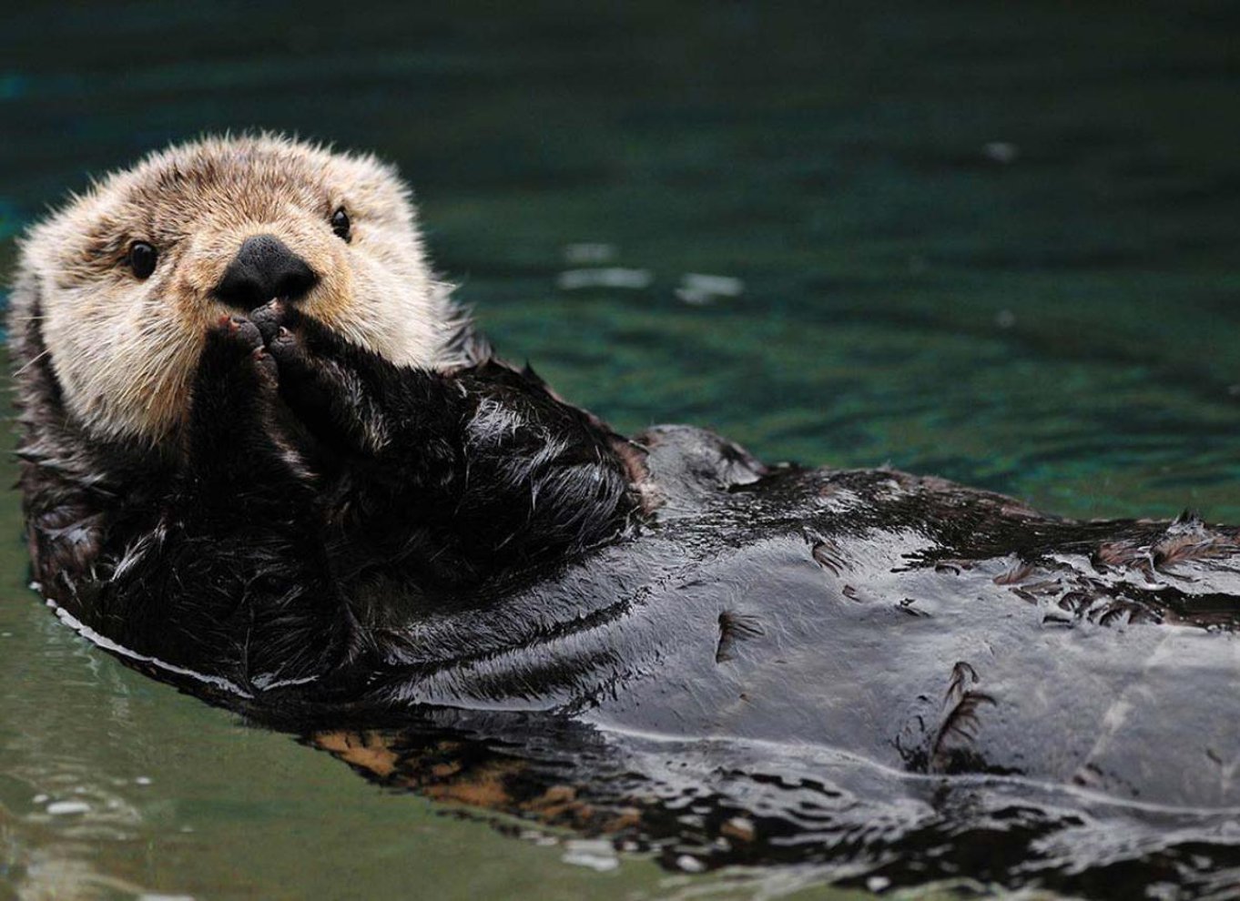 Seward: Kenai Fjords National Park Glacier & Wildlife Cruise