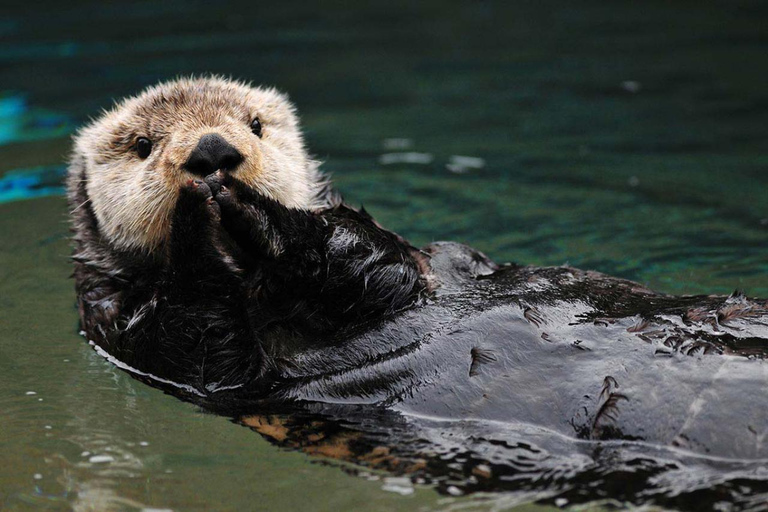 سيوارد رحلة بحرية فيوردز كيناي فيوردز الوطنية في المتنزه الجليدي والحياة البرية