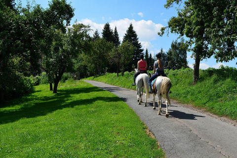 Gold Coast: Scenic Valley Horse Riding Tour