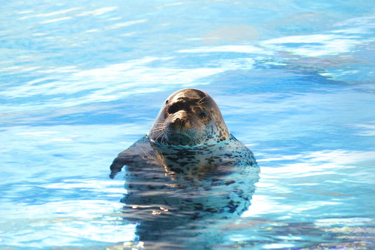 Hong Kong: Esperienza di alimentazione e apprendimento degli animali all&#039;Ocean Park