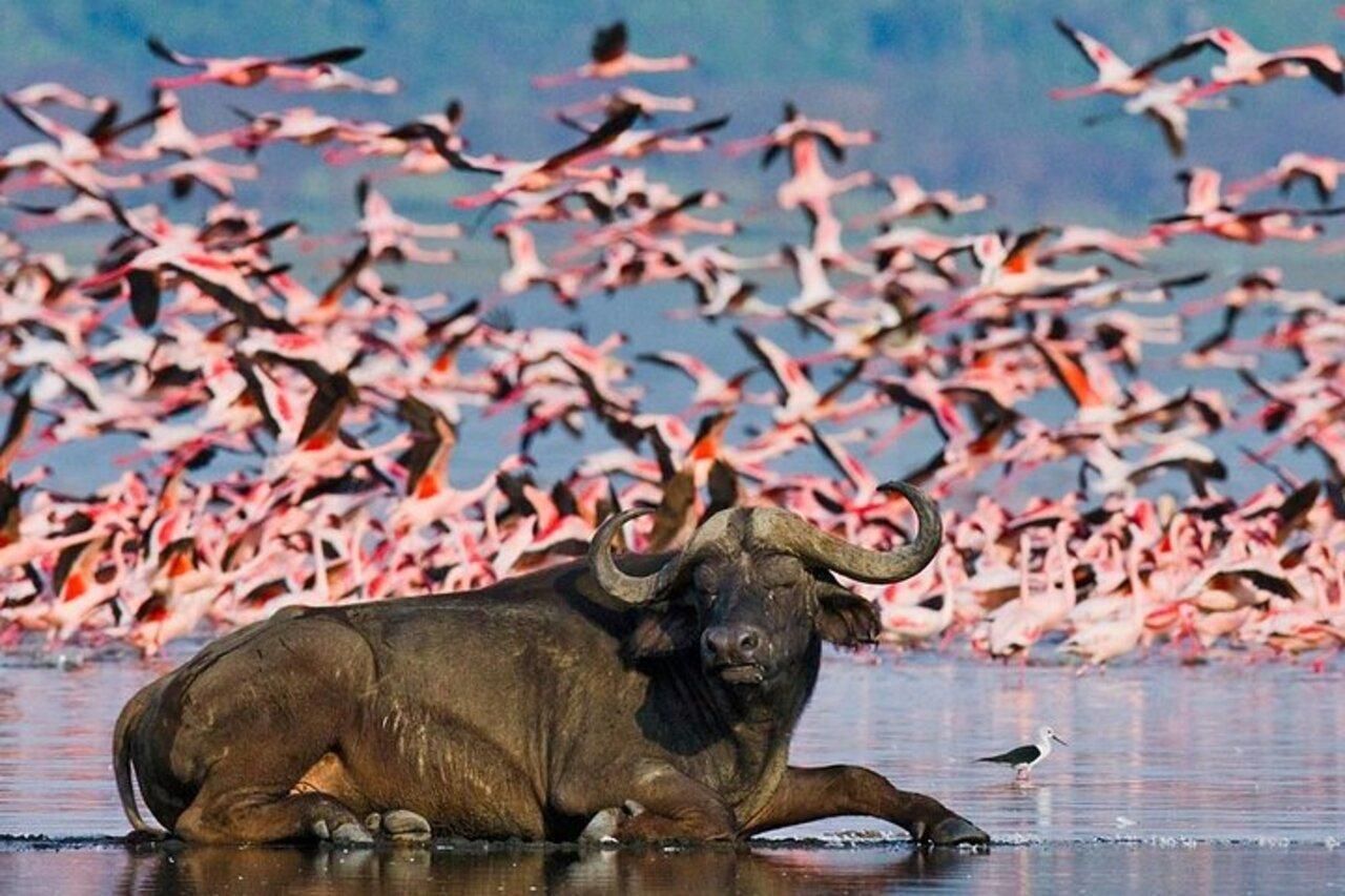Lake-Nakuru-Nationalpark: Private Safari mit Pirschfahrten