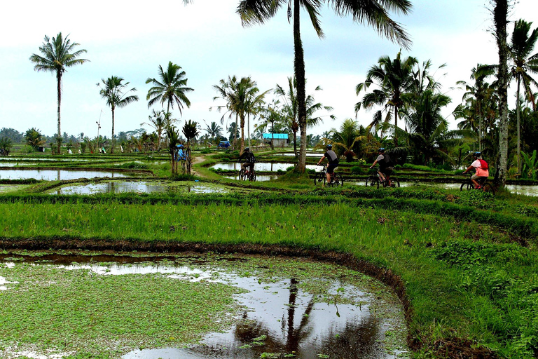 Ubud : Excursion à vélo en descente depuis Kintamani