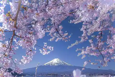 Tokyo:Mt.Fuji Sakura sightseeing Tour with Pickup & drop off