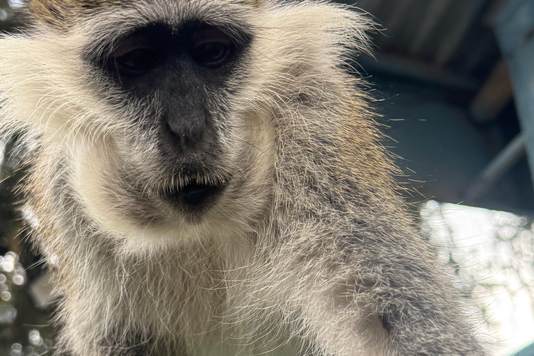 Addis Abeba: Tagestour in den Menagesha Suba Forest mit Guide