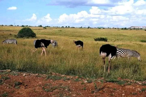 Nairóbi: passeio de carro pelo parque nacional com serviço de busca no hotel