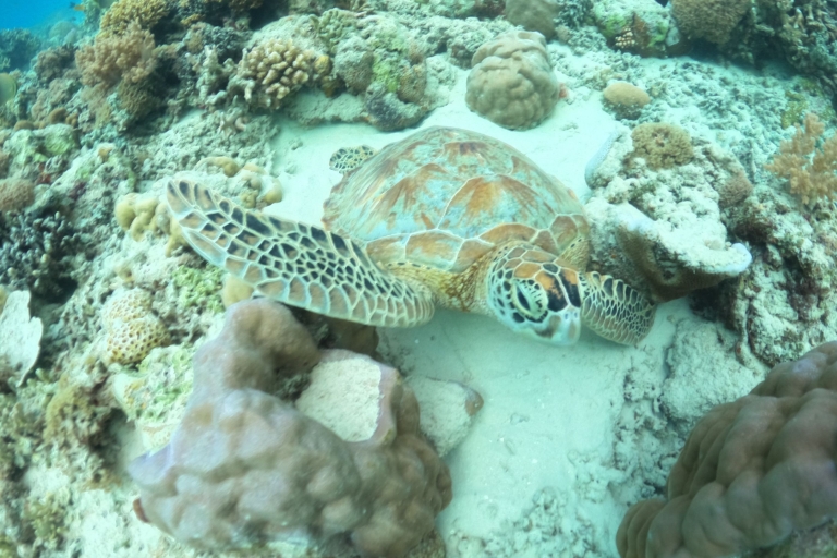 Schnorcheln Gili Islands Korallenschildkröte & Unterwasserstatuen4h Schnorcheln: Gili Islands Schildkröte & Unterwasserstatuen