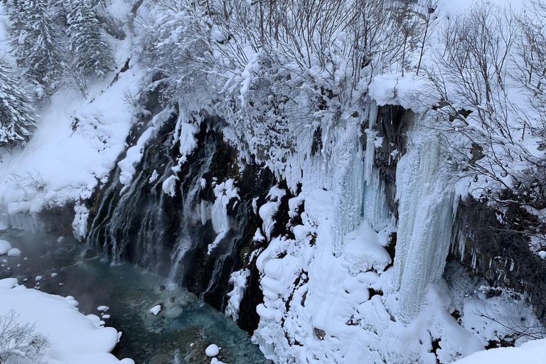 Sapporo Departure: Asahiyama Zoo Winter 1-Day Tour Sapporo TV Tower Departure Excluding lunch