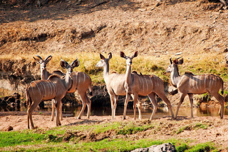 From Durban: Zulu and Nguni Isimangaliso area Village Tour