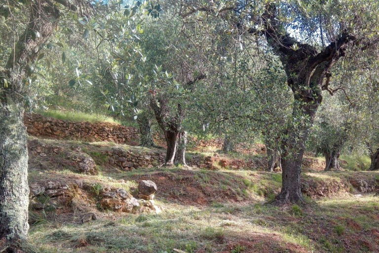 Olive Mill Tour with Oil and Food Tastings near Pisa Italiano