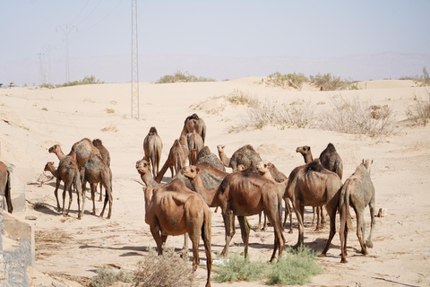 Tunis: South Tunisia Tour with Luxury Desert Bivouac Stay