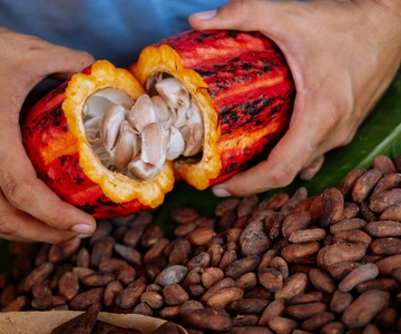 Cartagena: Colombian Chocolate Workshop From Bean to Bar