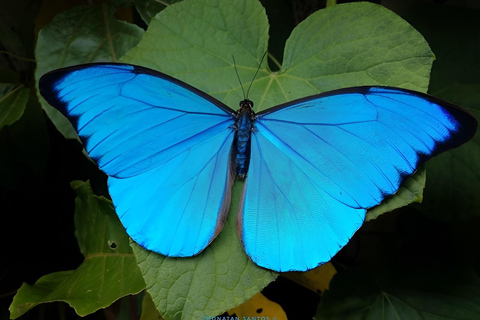 São Paulo & Atlantic Forest: Serra do Mar State Park Tour