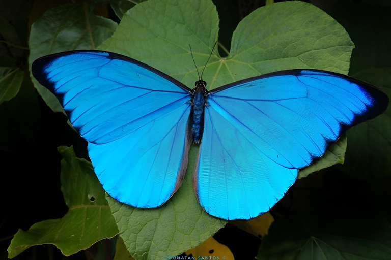 São Paulo & Atlantic Forest: Serra do Mar State Park Tour