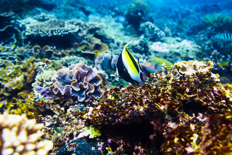 Gili Air: Snorkeling privado em 4 locais com câmara GoPro