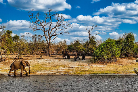 Viagem de 1 dia saindo de Victoria Falls: Safári terrestre e fluvial no Parque Nacional de Chobe