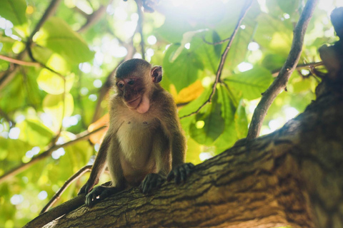 Krabi: Railay Phra Nang & Diamond Cave Sunset Plankton Tour Join Tour