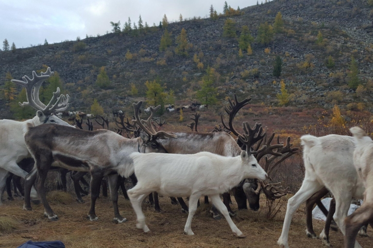 Visit a Reindeer family ,discover North area Mongolia