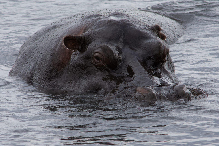 Victoria Falls: Night Safari, Bush Dining & Star Wisdom