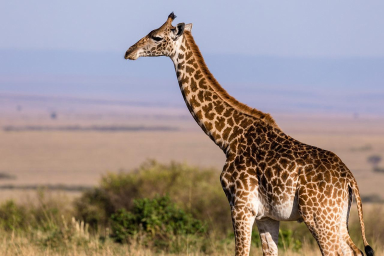 3 Tage 2 Nächte Safari Mikumi Abenteuer