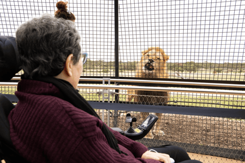 Expérience Lions 360 et journée au parc safari de Monarto