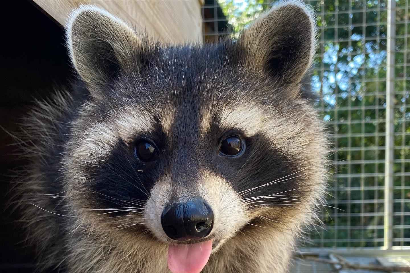 Lincolnshire : Billet d'Entrée pour le Parc Animalier et Dinosaurien ARK
