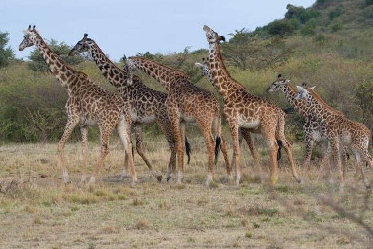 Viagem de 1 dia ao Parque Nacional de Nairóbi e ao Sheldrick Elephant Trust