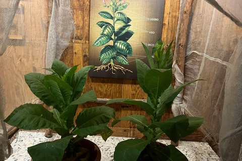 Puerto Plata: Rum and Cigar Tasting Tour with Guide