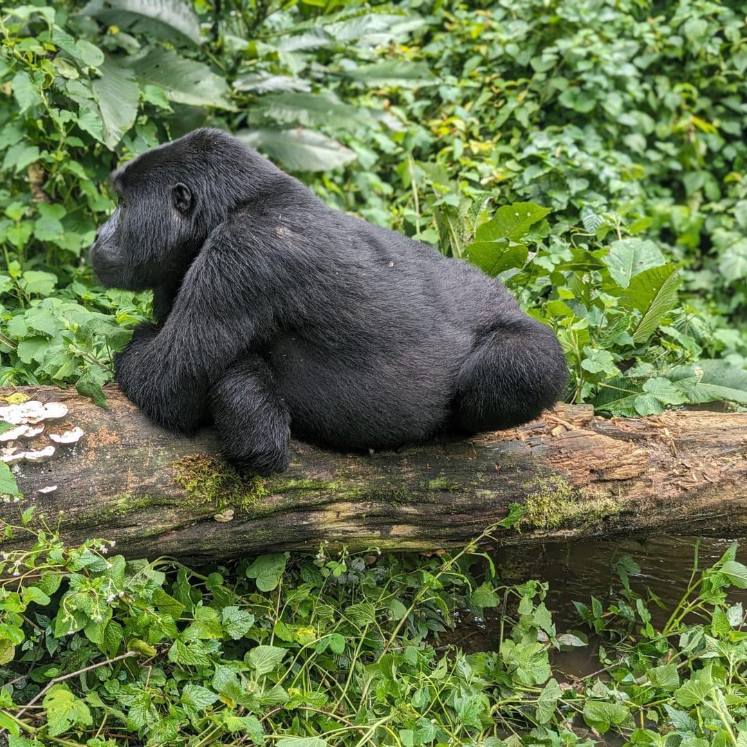 3日間のゴリラツアー | GetYourGuide