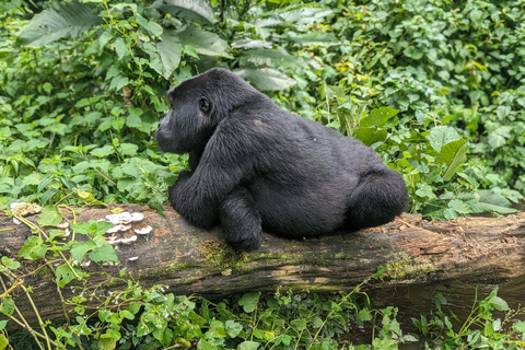 2-dniowy trekking goryli w Bwindi z Kigali