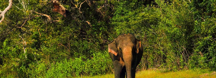 Safari au parc national d'Udawalawe depuis Weligama
