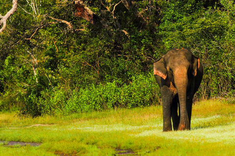 Galle: Safari por el Parque Nacional de Udawalawe con servicio de recogida del hotel