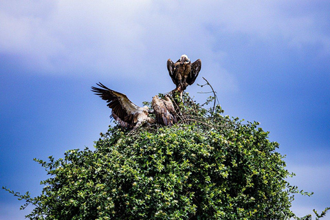 "Day Trip to Ol Pejeta: Wildlife & Picnic Lunch Adventure" olpajeta daytrip