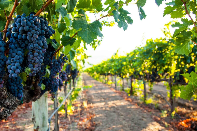 Fethiye: Yeşilüzümlü Village & Kadyanda City Tour