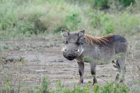 11 Tage Schimpansen Trekking, Gorilla Tracking &amp; Wildlife Trip