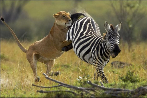 Zanzibar: Mikumi National Park Safari with Flight