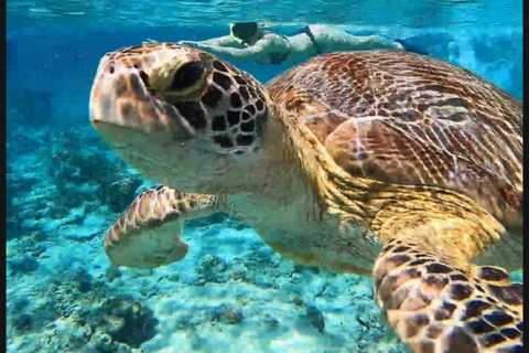 Turtle Tour Gili Trawangan : Private Snorkeling 3 Gili's Turtle Trip Gili Trawangan : Private Snorkeling 3 Gili's