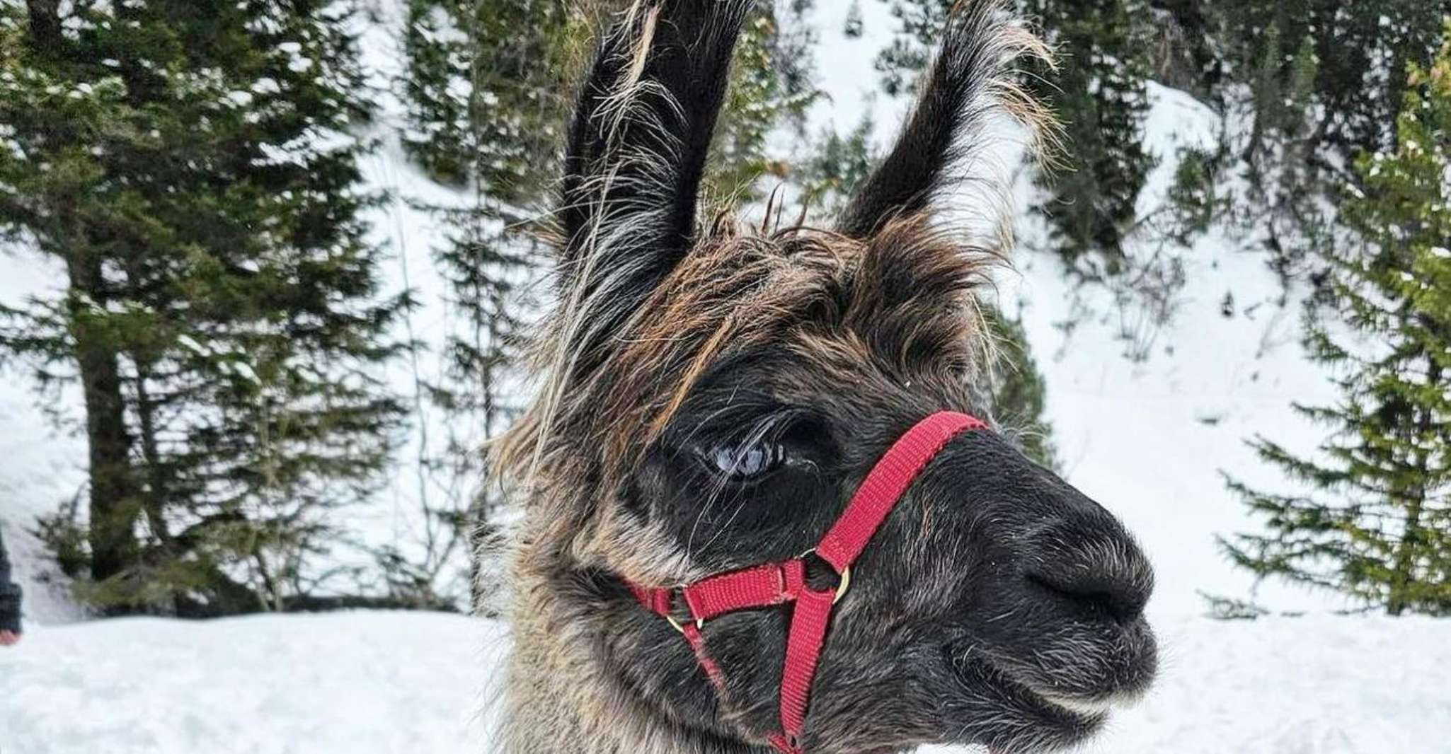 Lamawanderung mit traditionellem Raclette - Hizvo