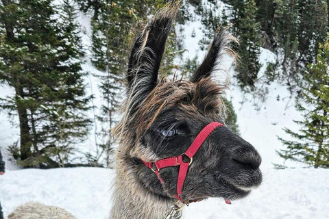 Triesenberg: Walking Tour with Llamas and Cheese Raclette