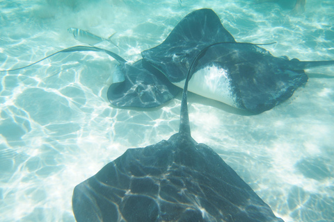 Grand Cayman: Catamaran Cruise with Stingray City & Snorkel