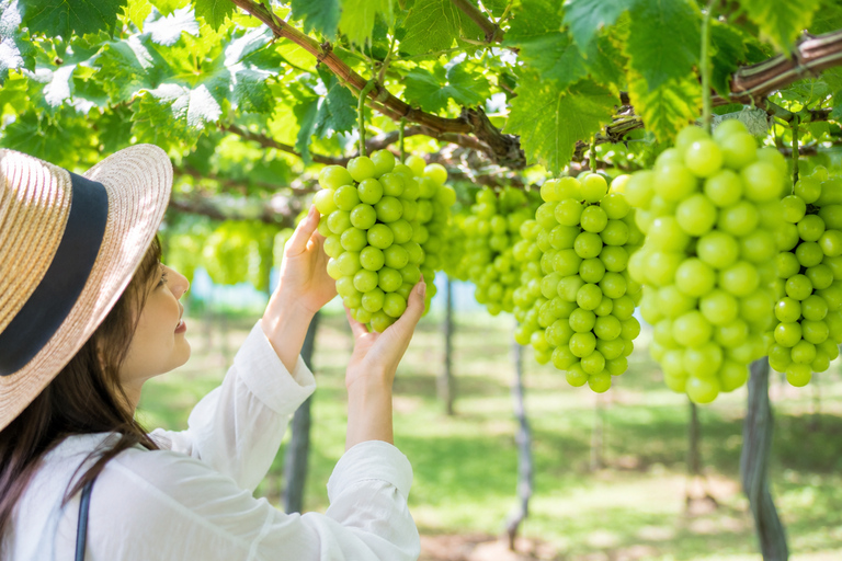 Yoichi: Fruit Picking & Coast Tour with Shine Muscat Option Fruit Picking Day Trip (Picking Ticket Not Included)
