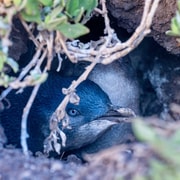 Melbourne: Phillip Island Wildlife & Penguin Parade Tour