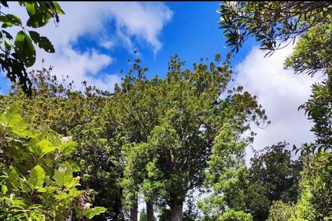 Auckland: Explore Coromandel Peninsula Beaches & Nature Tour Explore Coromandel Peninsula With group