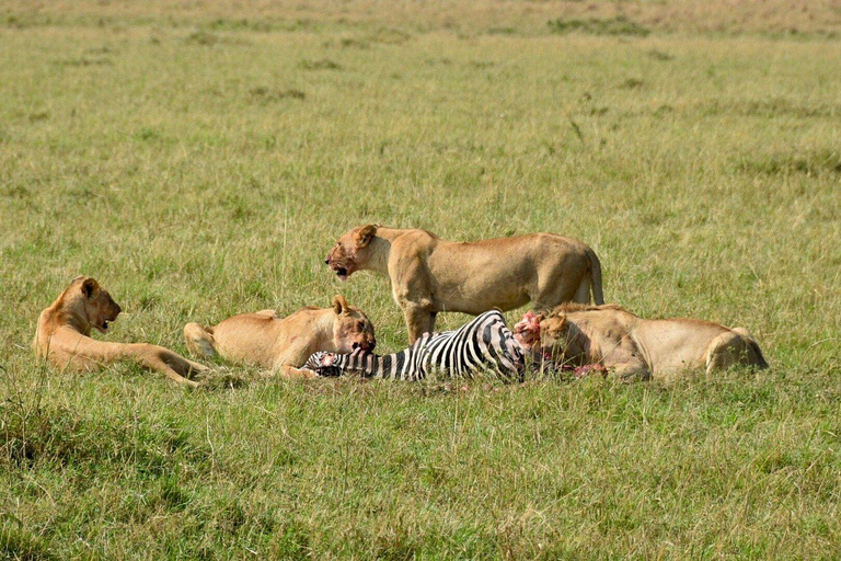 Day Trip to Nairobi National Park for solo travelers