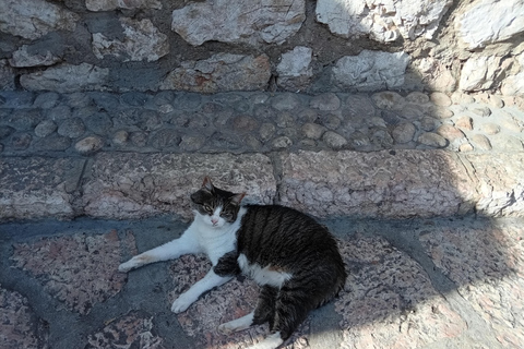 Sarajevo Street Cats Tour