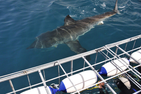 Shark Cage Diving: CAPE TOWN (Lunch & Transport included)